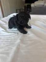 Raven, a female Miniature Schnauzer and Yorkshire Terrier for sale in Slocomb, AL – 1 of 2