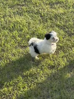 Dottie, a female Morkie for sale in Dothan, AL – Photo 3 of 8