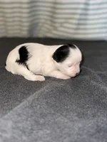 Dottie, a female Morkie for sale in Dothan, AL – Photo 7 of 8