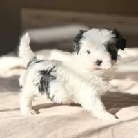 Dottie, a female Morkie for sale in Dothan, AL – Photo 6 of 8