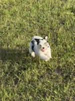 Dottie, a female Morkie for sale in Dothan, AL – Photo 4 of 8