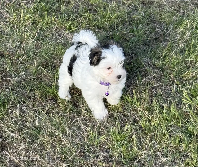Dottie – Morkie puppy for sale in Dothan, AL