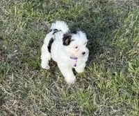 Dottie, a female Morkie for sale in Dothan, AL – Photo 1 of 8