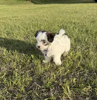 Dottie, a female Morkie for sale in Dothan, AL – Photo 2 of 8