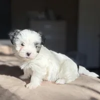 Dottie, a female Morkie for sale in Dothan, AL – Photo 5 of 8