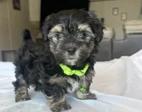 Reggie, a male Morkie for sale in Slocomb, AL – 2 of 4