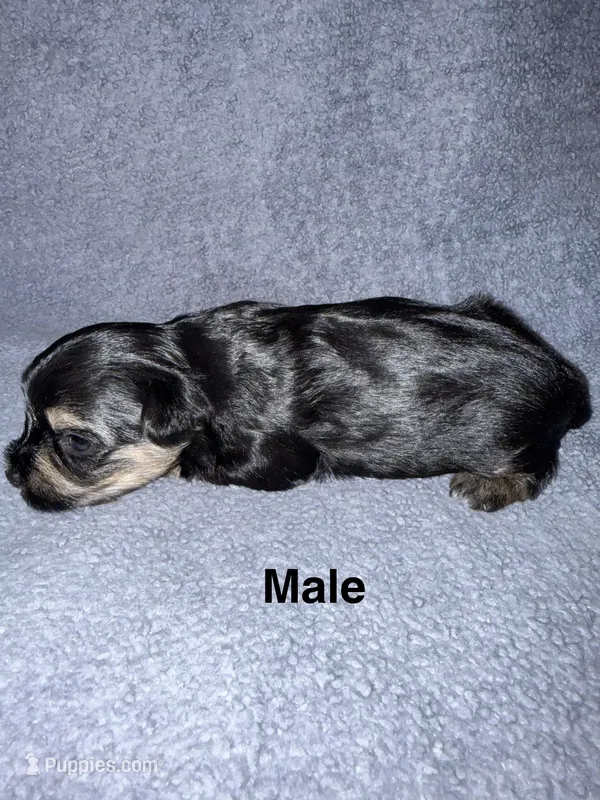 Reggie – Morkie puppy for sale in Dothan, AL