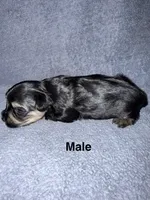 Reggie, a male Morkie for sale in Dothan, AL – 1 of 2
