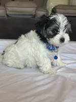 Henry, a male Morkie for sale in Dothan, AL – 3 of 4