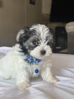 Henry, a male Morkie for sale in Dothan, AL – 4 of 4