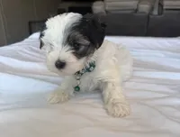 Spot , a male Morkie for sale in Slocomb, AL – 4 of 4