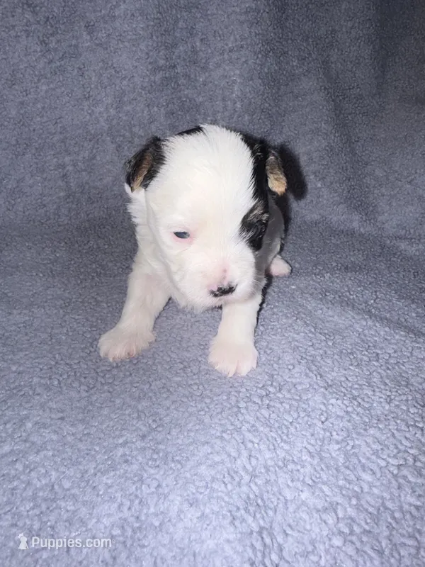 Spot  – Morkie puppy for sale in Dothan, AL