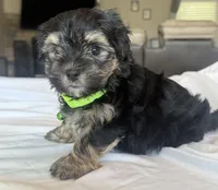 Reggie, a male Morkie for sale in Slocomb, AL – 3 of 4