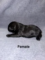 Raven, a female Miniature Schnauzer and Yorkshire Terrier for sale in Dothan, AL – 2 of 2