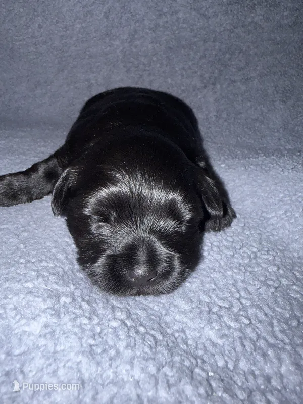 Raven – Miniature Schnauzer, Yorkshire Terrier puppy for sale in Dothan, AL