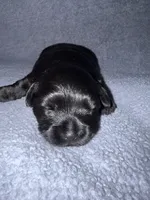 Raven, a female Miniature Schnauzer and Yorkshire Terrier for sale in Dothan, AL – 1 of 2