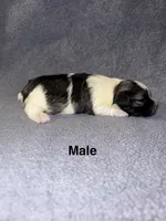 Ricky, a male Miniature Schnauzer and Yorkshire Terrier for sale in Dothan, AL – 2 of 3