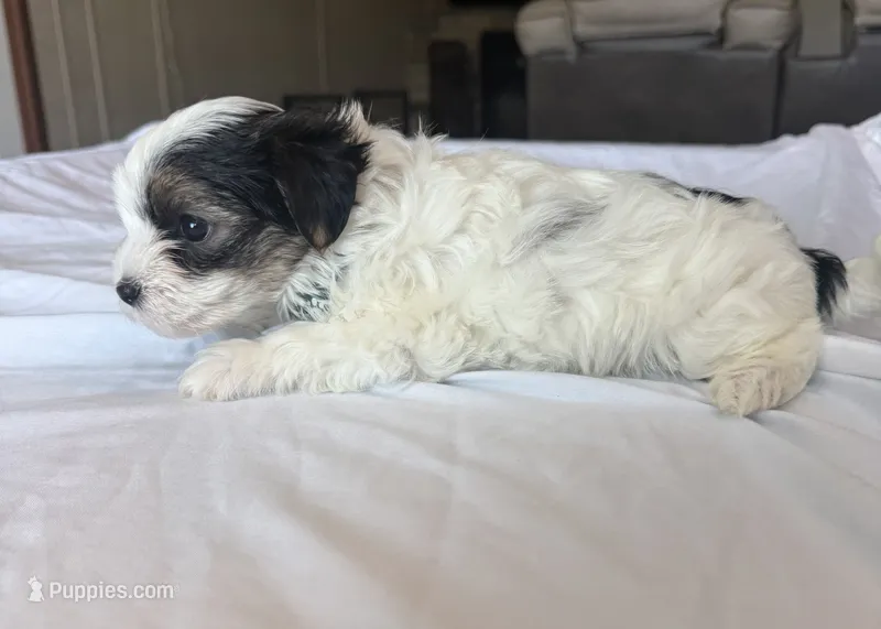 Spot  – Morkie puppy for sale in Dothan, AL
