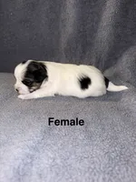 Stella, a female Morkie for sale in Dothan, AL – 2 of 2