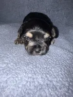 Reggie, a male Morkie for sale in Dothan, AL – 2 of 2