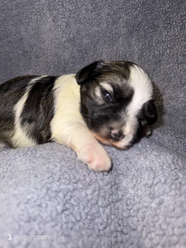 Ricky – Miniature Schnauzer, Yorkshire Terrier puppy for sale in Dothan, AL