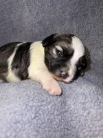 Ricky, a male Miniature Schnauzer and Yorkshire Terrier for sale in Dothan, AL – 1 of 3