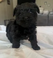 Raven, a female Miniature Schnauzer and Yorkshire Terrier for sale in Slocomb, AL – 2 of 2