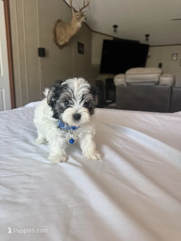 Henry – Morkie puppy for sale in Dothan, AL