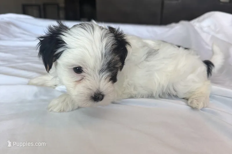 Spot  – Morkie puppy for sale in Slocomb, AL