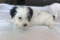 Spot , a male Morkie for sale in Slocomb, AL – 3 of 4