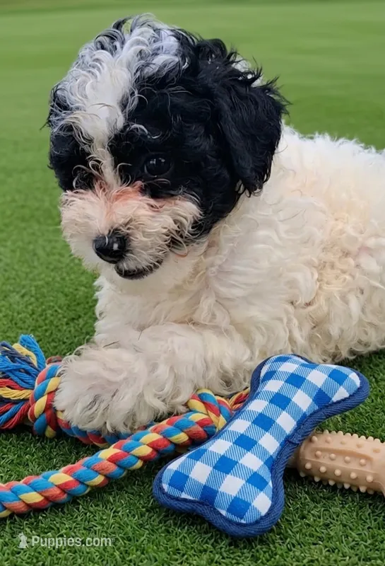 Sale- Mikey  – Pomapoo, Shihpoo puppy for sale in Macon, GA