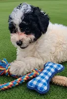 Mikey , a male Pomapoo and Shihpoo for sale in Macon, GA – 5 of 7