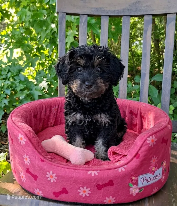 Chloe  – Pomapoo, Shihpoo puppy for sale in Macon, GA