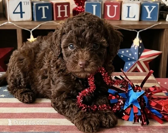 Bronco – Shihpoo puppy for sale in Macon, GA