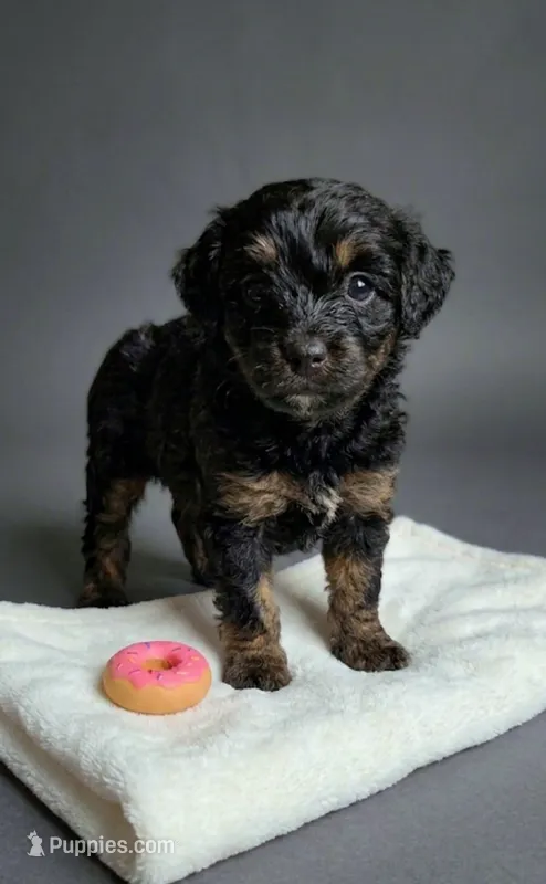 Chloe  – Pomapoo, Shihpoo puppy for sale in Macon, GA