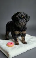 Chloe , a female Pomapoo and Shihpoo for sale in Macon, GA – 1 of 3