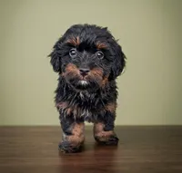 Ralphy , a male Pomapoo and Shihpoo for sale in Macon, GA – 5 of 8