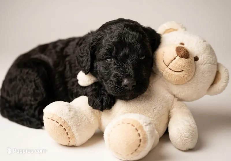 Diego  – Shihpoo puppy for sale in Macon, GA