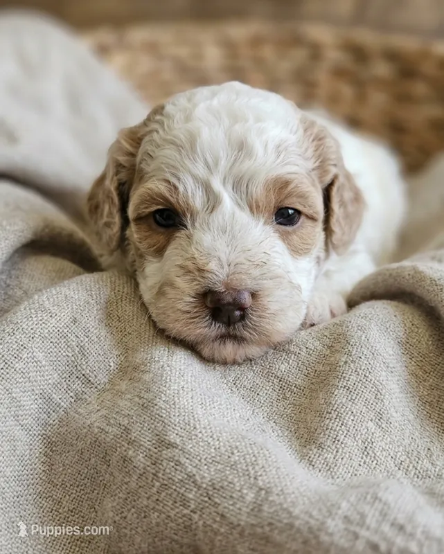 Harmony  – Shihpoo puppy for sale in Macon, GA