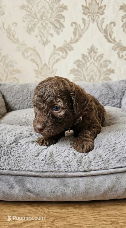 Bronco – Shihpoo puppy for sale in Macon, GA