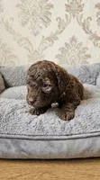 Bronco, a male Shihpoo for sale in Macon, GA – 1 of 1