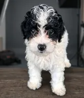 Mikey , a male Pomapoo and Shihpoo for sale in Macon, GA – 4 of 7
