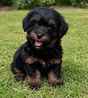 Ralphy , a male Pomapoo and Shihpoo for sale in Macon, GA – 2 of 8