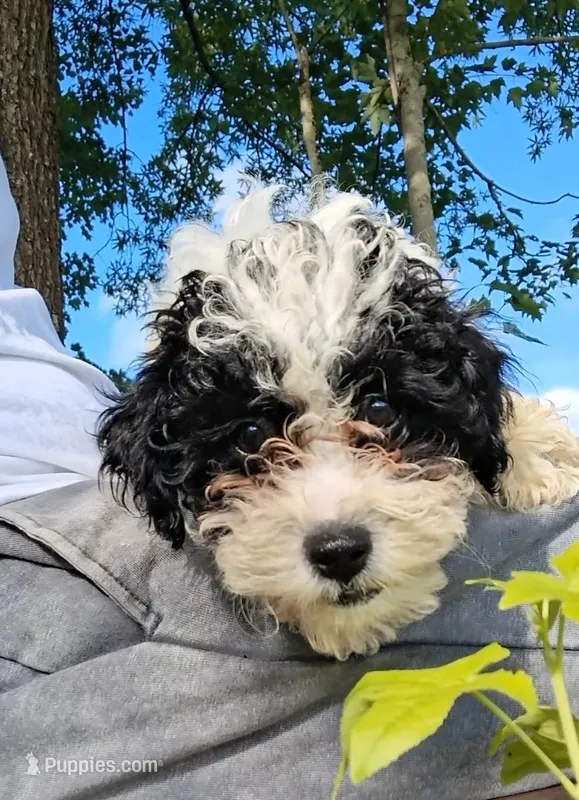 Mikey  – Pomapoo, Shihpoo puppy for sale in Macon, GA