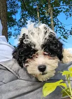 Mikey , a male Pomapoo and Shihpoo for sale in Macon, GA – 1 of 7