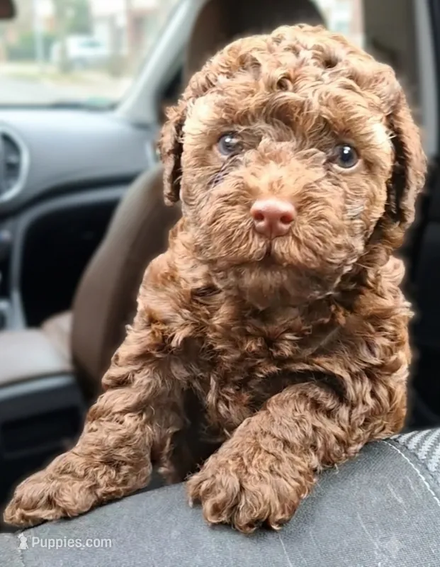 Bronco – Shihpoo puppy for sale in Macon, GA