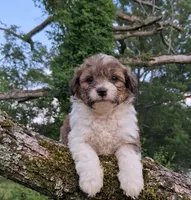 Leo, a male Pomapoo and Shihpoo for sale in Macon, GA – 2 of 2