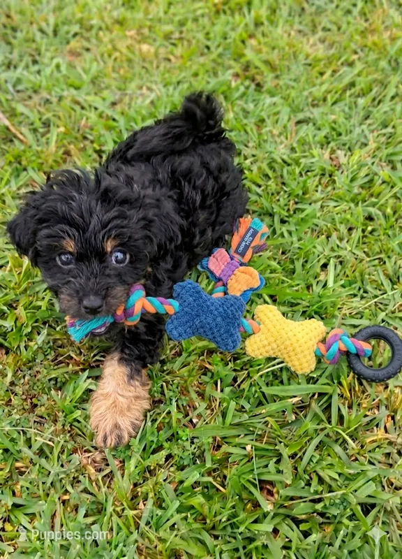 Sale- Chloe  – Pomapoo, Shihpoo puppy for sale in Macon, GA