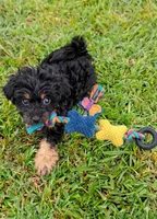 Chloe , a female Pomapoo and Shihpoo for sale in Macon, GA – 8 of 9
