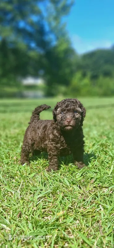 Bronco – Shihpoo puppy for sale in Macon, GA